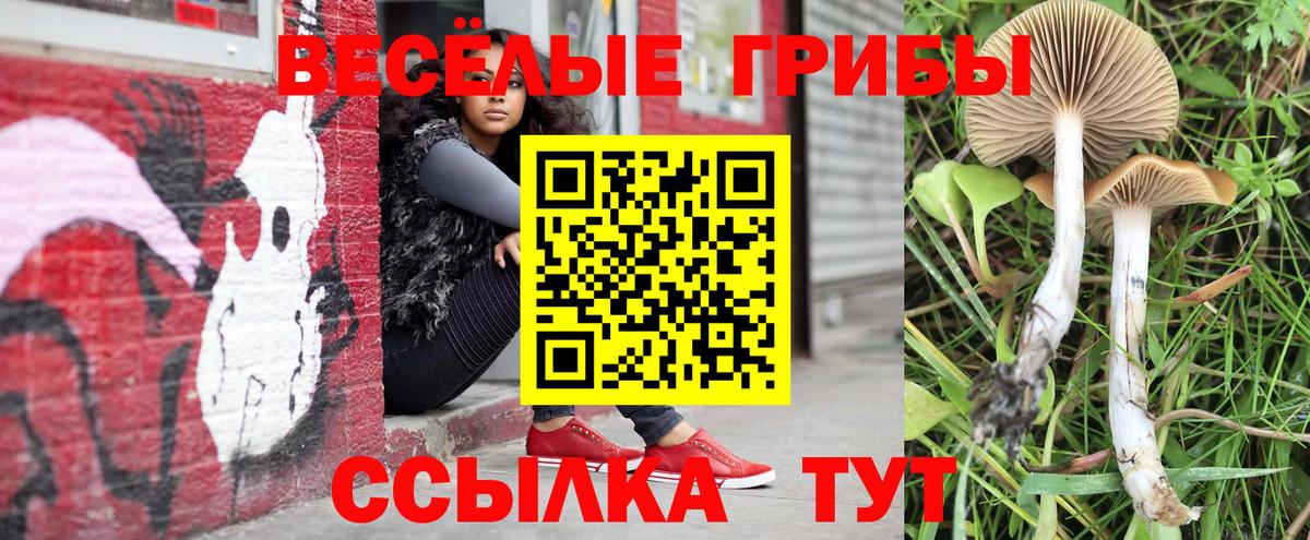 Псилоцибиновые грибы Psilocybe Тавда